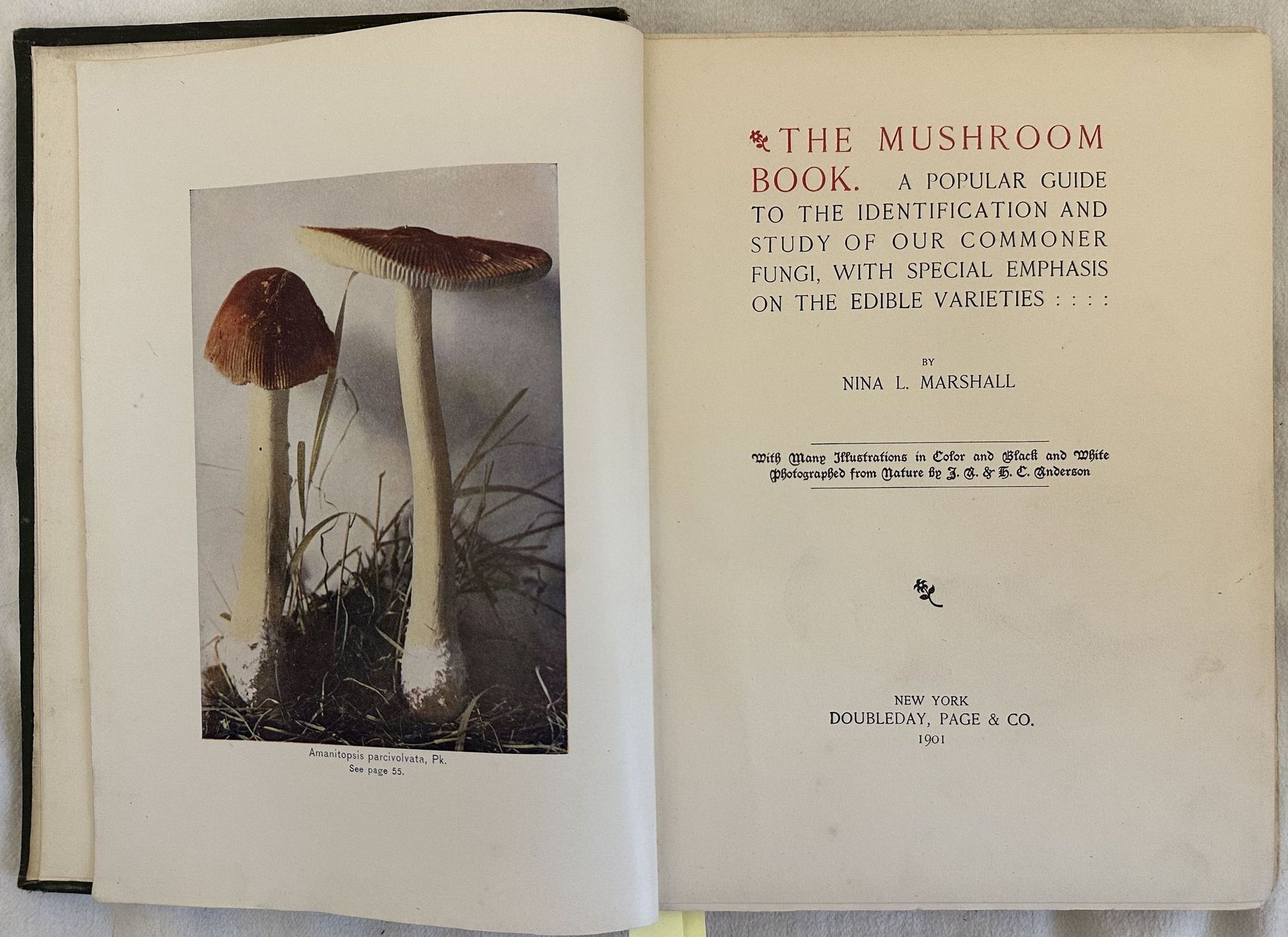 THE MUSHROOM BOOK A POPULAR GUIDE TOT HE IDENTIFICATION AND …