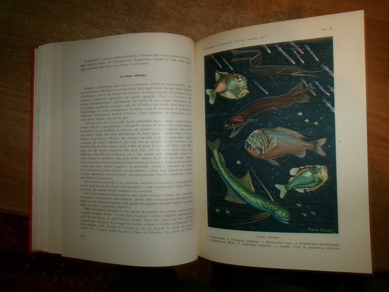 La Vita degli Animali. PASQUALE PASQUINI - FEDERICO RAFFAELE 1950/1951 …