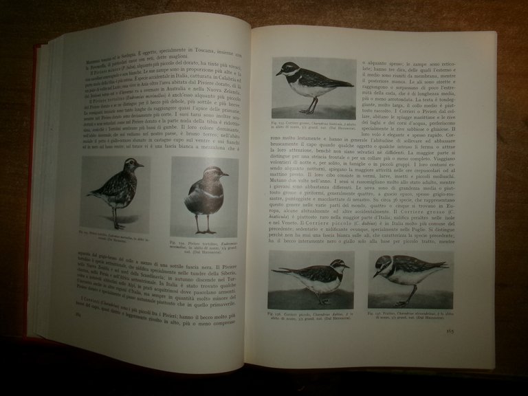 La Vita degli Animali. PASQUALE PASQUINI - FEDERICO RAFFAELE 1950/1951 …