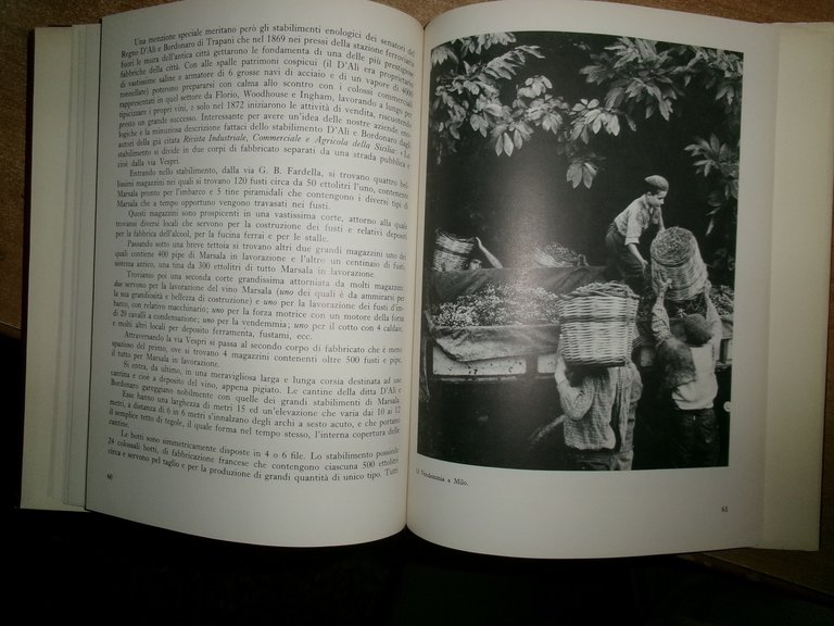 Il Vino in Sicilia. ANTONINO BUTTITTA 1977