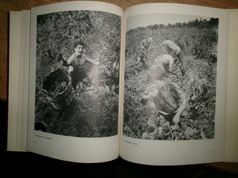 Il Vino in Sicilia. ANTONINO BUTTITTA 1977