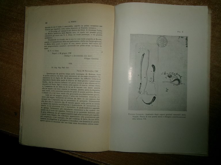 Origine e svolgimento sui primi studi biologici sul mare in …