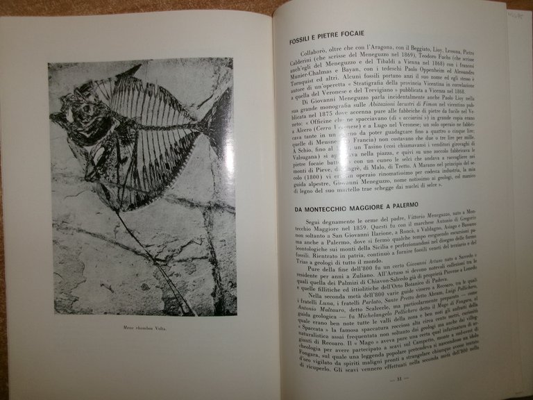 I Fossili di Bolca (Estratto da Natura Alpina...). GIOVANNI SOLINAS …