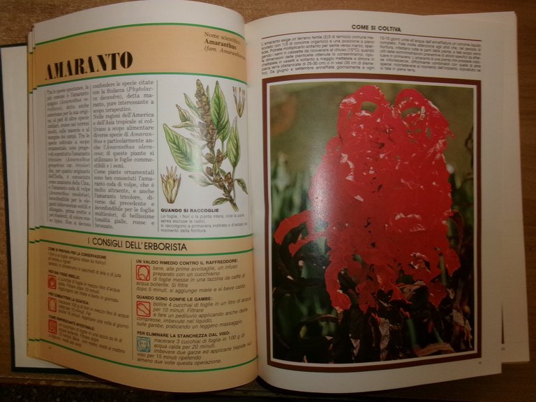 AA. VV. Il Grande Libro delle ERBE. Peruzzo 1988