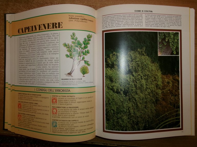 AA. VV. Il Grande Libro delle ERBE. Peruzzo 1988