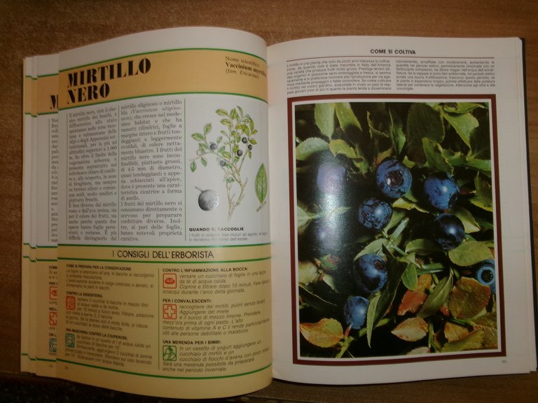 AA. VV. Il Grande Libro delle ERBE. Peruzzo 1988