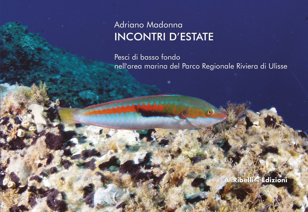 Incontri d'estate: pesci di basso fondo nell'area marina del Parco …
