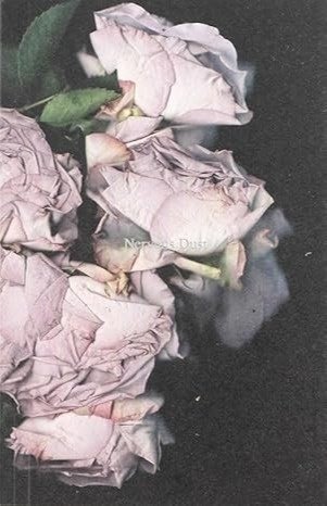 Martin Maeller: Nervous Dust | Immagine principale