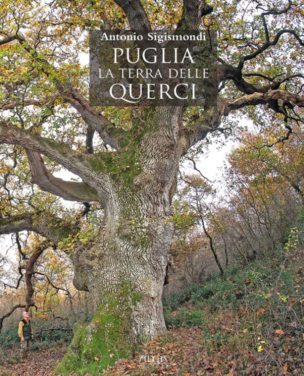Puglia. La terra delle querci. I boschi di Puglia: descrizione, … | Immagine principale