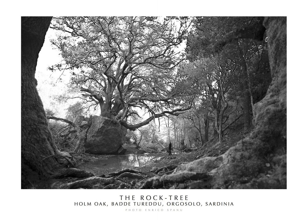 The Rock-Tree Holm Oak, Badde Tureddu, Orgosolo, Sardinia