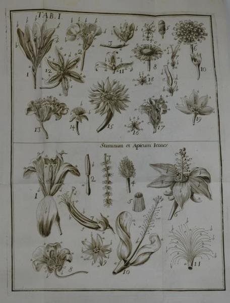 Anthologia sive de floris natura libri tres plurimis inventis, observationibusque, … | Immagine principale