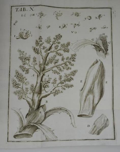 Anthologia sive de floris natura libri tres plurimis inventis, observationibusque, … | Immagine Gallery 2