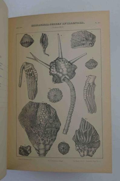 Geological survey of Illinois. Volume VIII. Geology and Palaeontology.