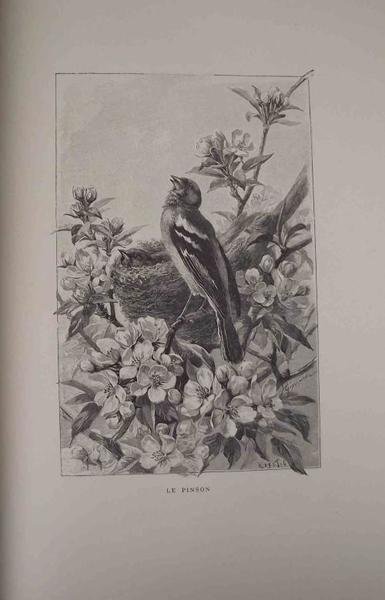 Nos oiseaux. | Immagine Gallery 2