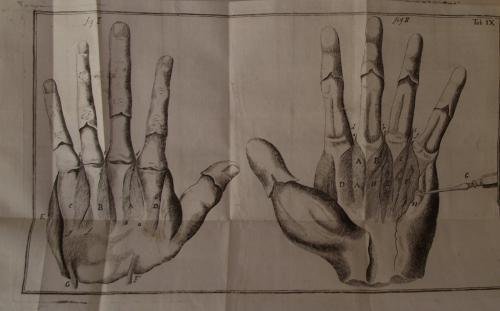 Compendium anatomicum totam rem anatomicam brevissime complectens.