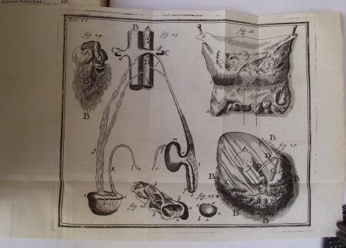 Compendium anatomicum totam rem anatomicam brevissime complectens.