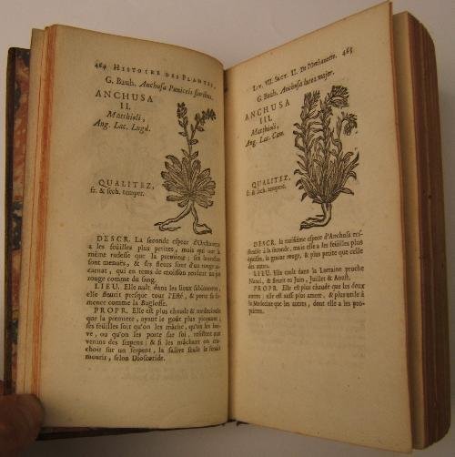 Histoire des plantes de l'Europe et des plus usitées qui … | Immagine principale