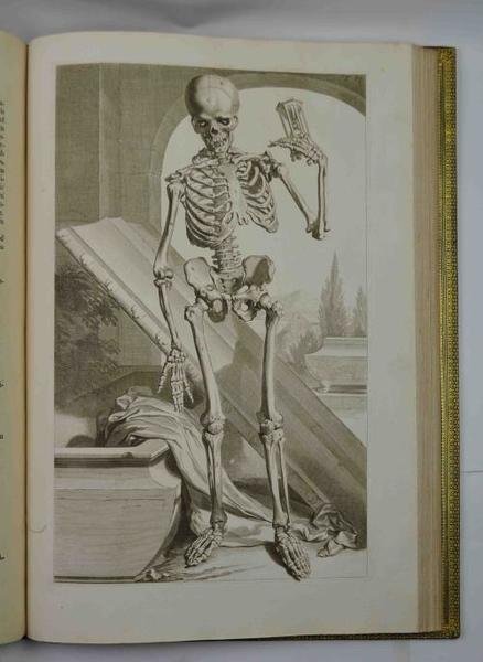 Anatomia corporum humanorum... accedunt ejusdem introductio in oeconomia animalium, et … | Immagine Gallery 1