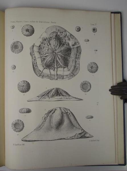 Revision des echinides fossiles de la Catalogne… Volumen 1 e …