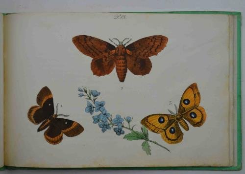 Histoire des Papillons donnant la description de leur nature, de …