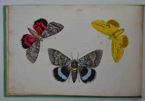 Histoire des Papillons donnant la description de leur nature, de …