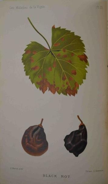 Les maladies de la vigne… Deuxième édition.