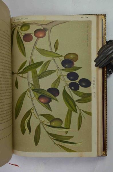 Cultura dell'olivo in Italia. Notizie storiche, scientifiche, agrarie e industriali…