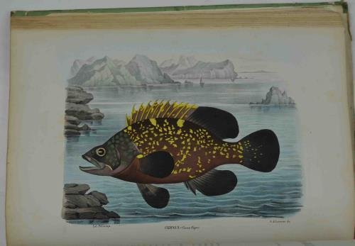 Atlante zoologico popolare. Volume VII. Rettili e pesci.