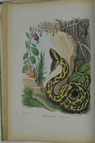 Atlante zoologico popolare. Volume VII. Rettili e pesci.