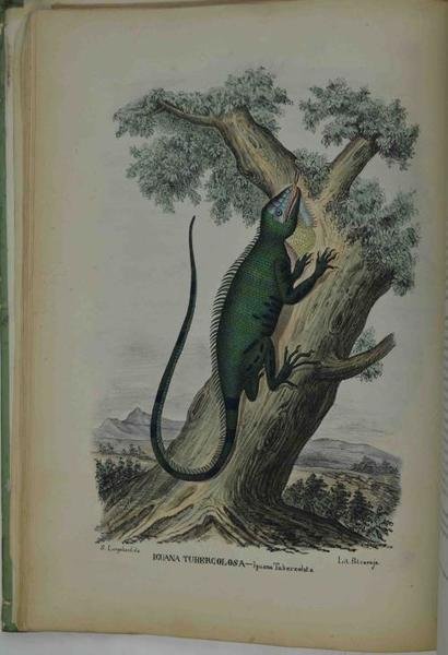 Atlante zoologico popolare. Volume VII. Rettili e pesci.