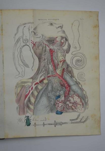 La medicina pittoresca. Museo medico-chirurgico. Opera tradotta dal francese arricchita …