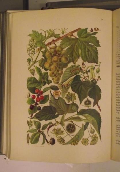 Illustrierte Flora von Mittel-Europa. Mit besonderer Berücksichtigung von Oesterreich, Deutschland …