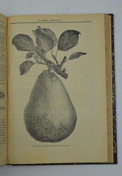 Il mese agricolo. Illustrazione mensile del campo, dell'orto e del … | Immagine Gallery 4