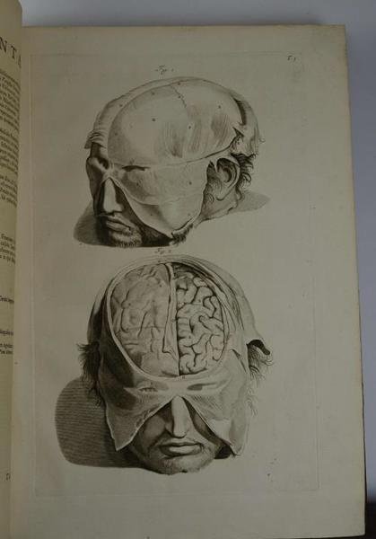 Anatomia corporum humanorum. accedunt ejusdem introductio in oeconomia animalium, et …