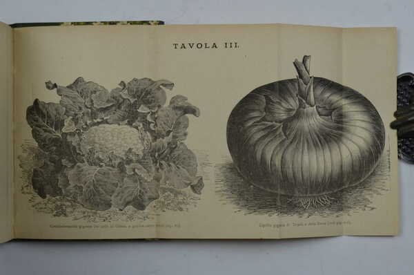 L'orto di famiglia ossia la coltivazione pratica degli Ortaggi e … | Immagine Gallery 2