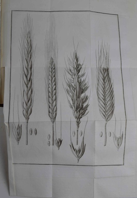 Annali dell'agricoltura del Regno d'Italia… contenenti fatti, osservazioni, e memorie …