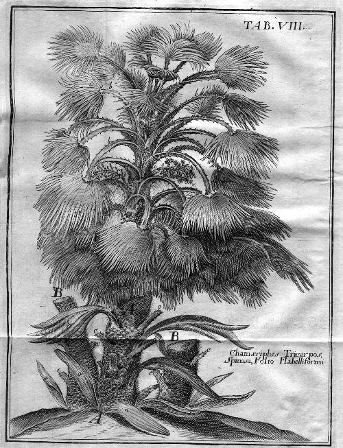 Anthologia sive de floris natura libri tres plurimis inventis, observationibusque, … | Immagine Gallery 3