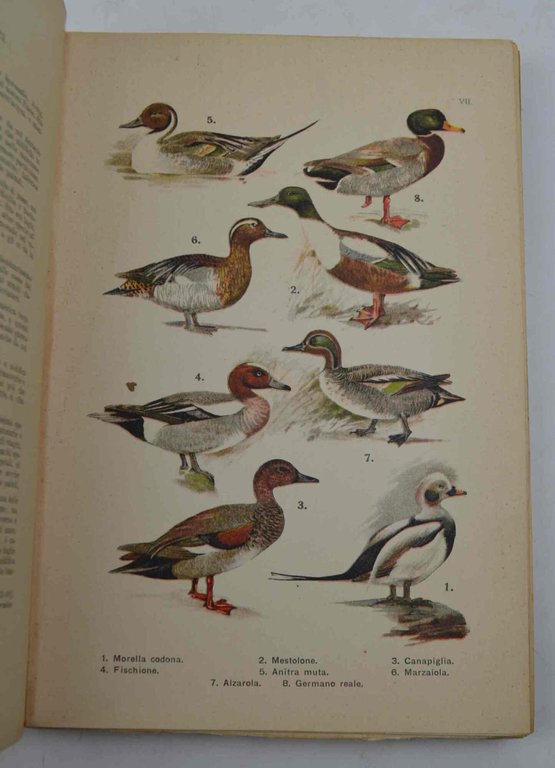 Atlante ornitologico (uccelli italiani).