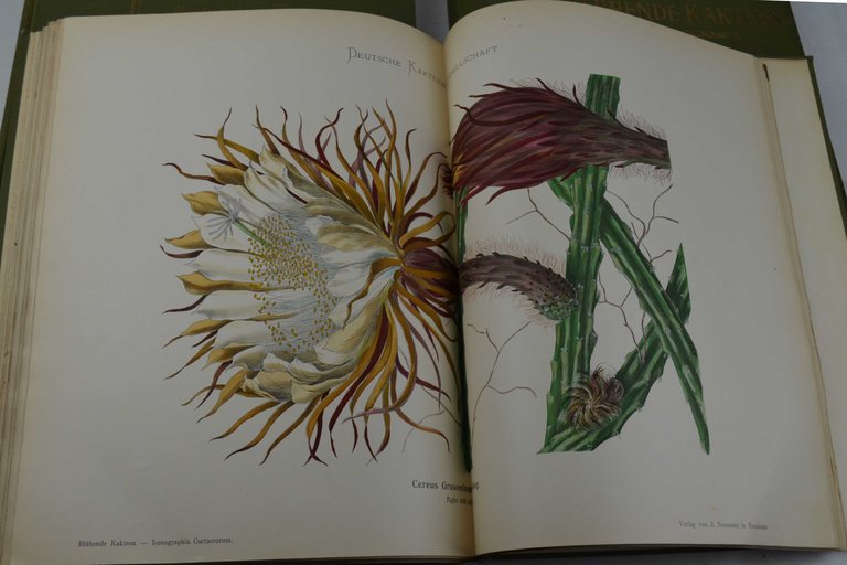 Blühende Kakteen (Iconographia Cactearum).