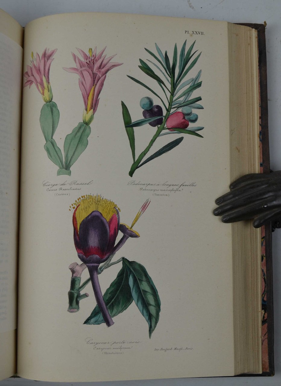 Botanique. Organographie et taxonomie. Histoire naturelle des familles végétales et … | Immagine principale