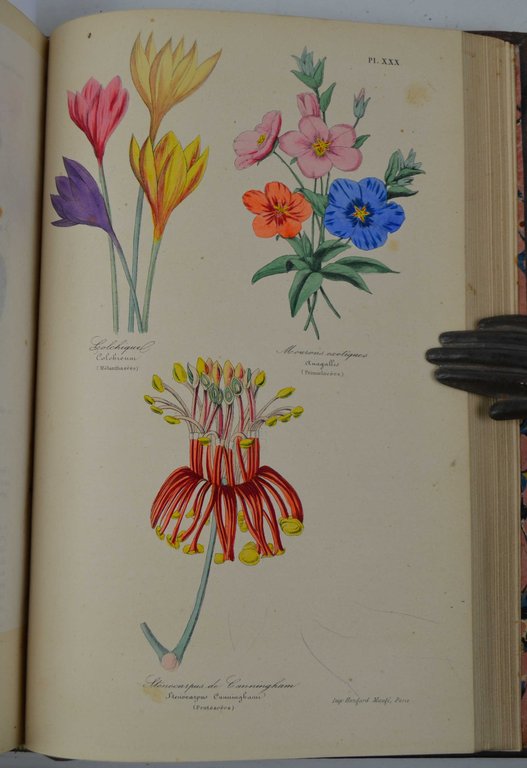 Botanique. Organographie et taxonomie. Histoire naturelle des familles végétales et … | Immagine Gallery 2