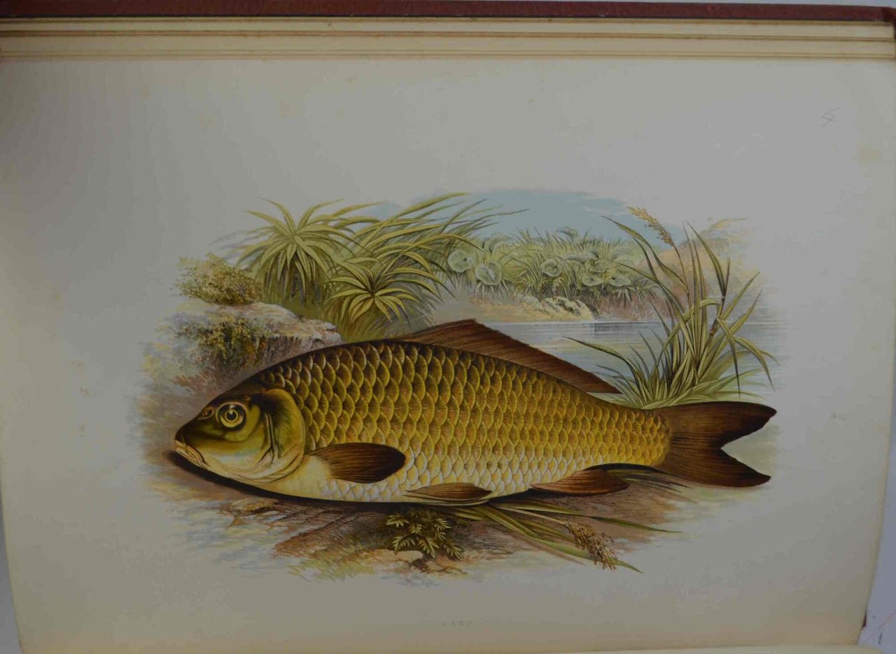 British fresh water fishes.