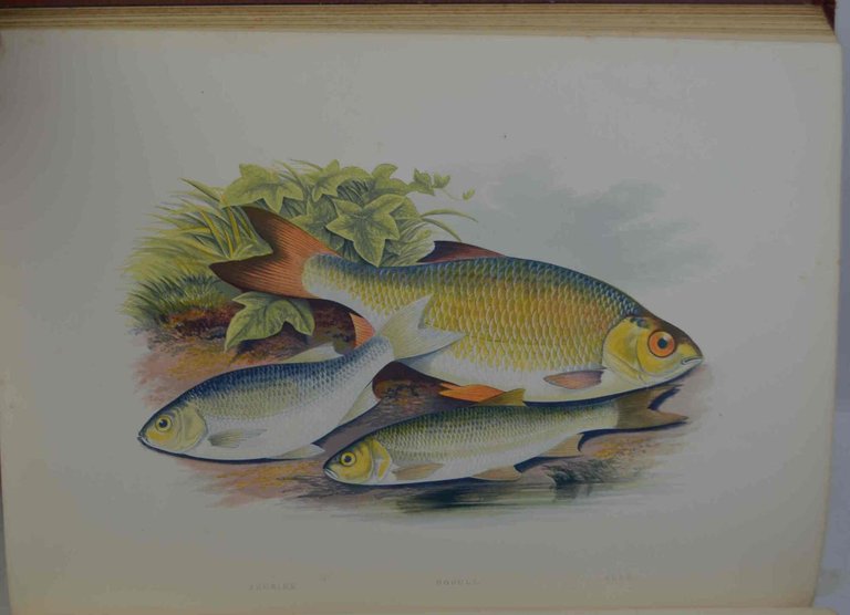 British fresh water fishes.