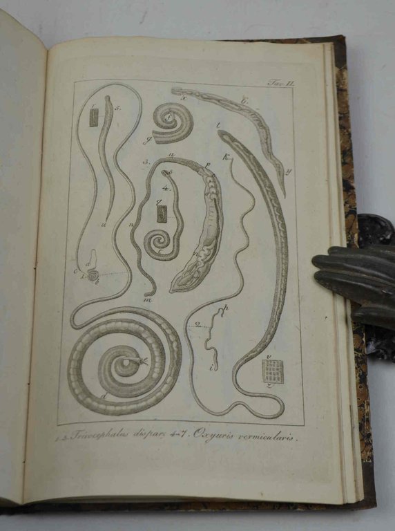 Compendio di elmintografia umana... | Immagine Gallery 2