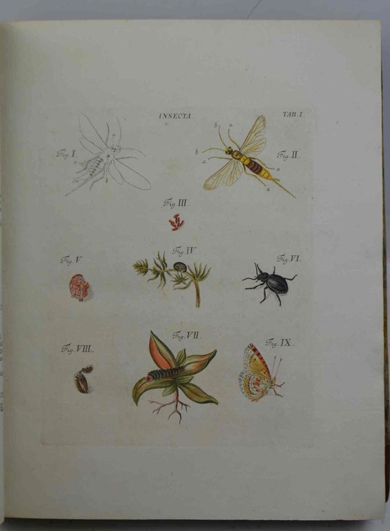 Elementa entomologica cum apendice. Einleitung in die Insectenkenntnis mit einem … | Immagine Gallery 2