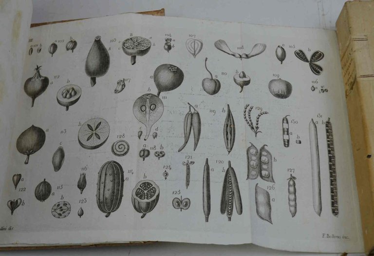 Elementi di botanica... con molte tavole in rame disegnate dall'autore. | Immagine Gallery 2