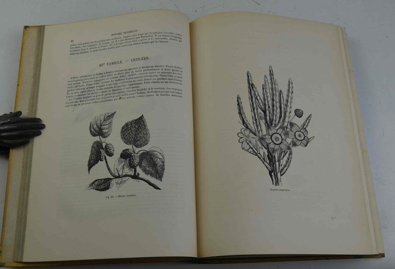 Encyclopedie d'histoire naturelle... Botanique.