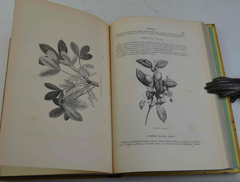 Encyclopedie d'histoire naturelle... Botanique.