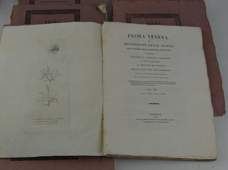 Flora veneta o Descrizione delle piante che nascono nella provincia …