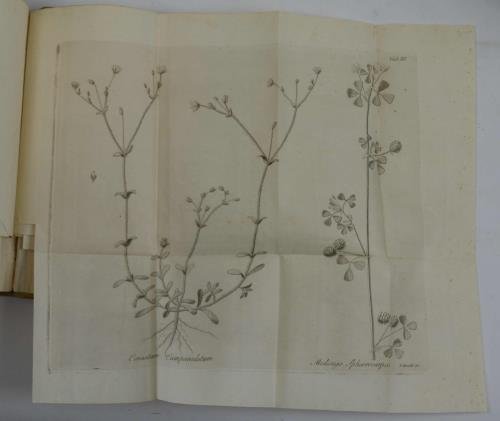 Florae Romanae Prodromus exhibens centurias XII Plantarum circa Romam et …
